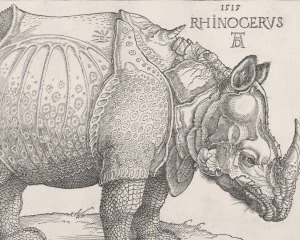  AlbrechtDürer, Rhinocerus [ xilografia ]